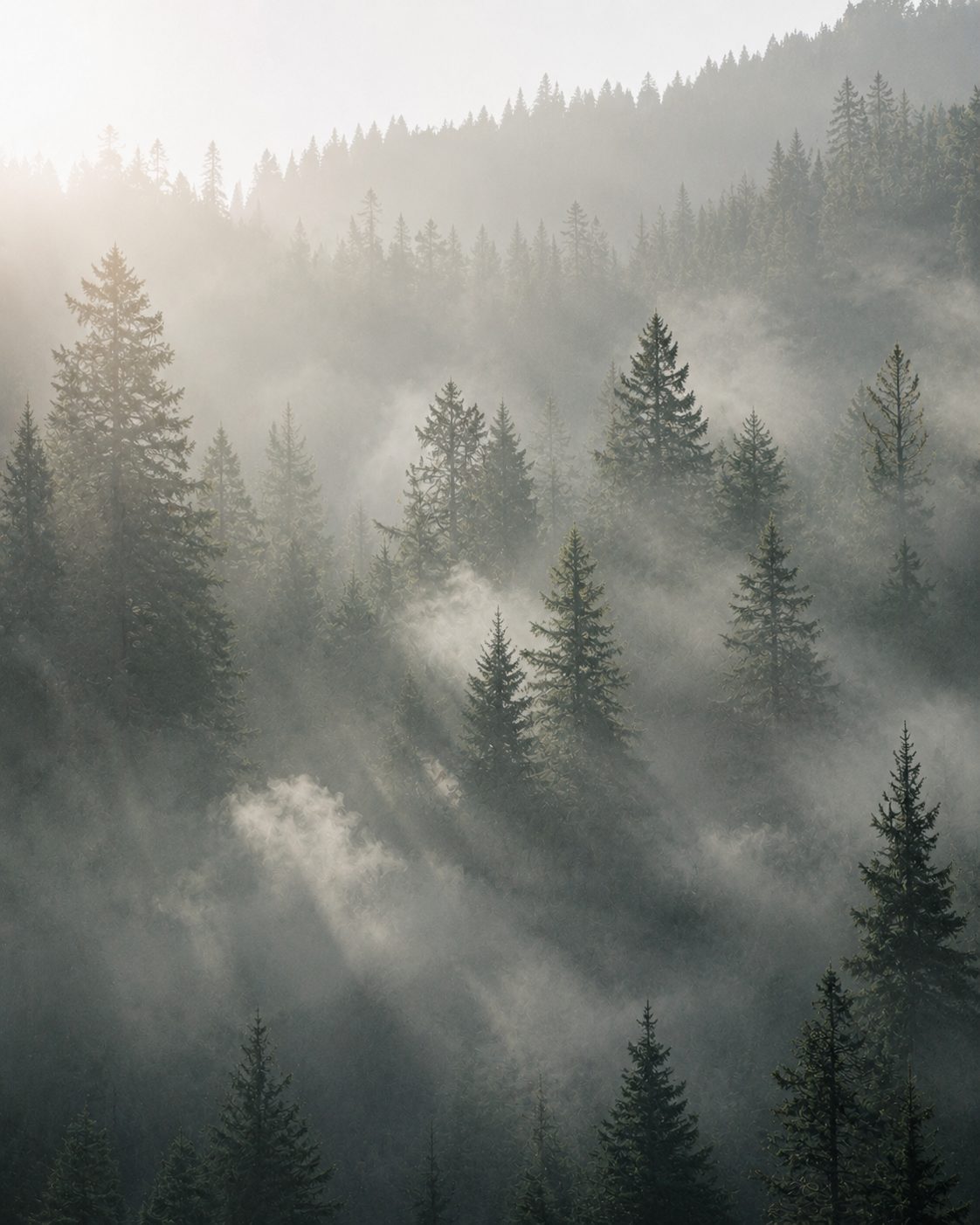 Misty forest